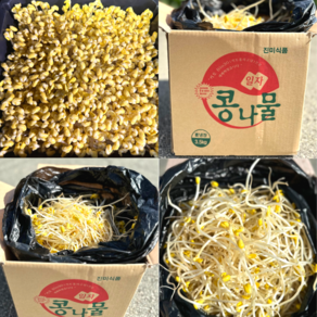 [당일출발] 키토산 일자 굵은 찜용 콩나물 3.5kg