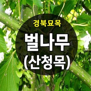 [경북농원] 벌나무묘목(산청목) 1-2년생 약용수묘목, 묘목, 1개, 벌나무묘목 1년생 뿌리묘
