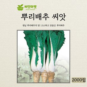 다농 뿌리배추 씨앗 2000립, 1개