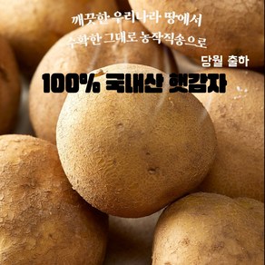 100% 국내산 당월출하 햇감자 수미감자 소 중 대 특 (1KG -10KG), 1개, 특 1KG