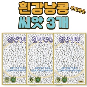 씨앗팜 흰강낭콩 씨앗 3개(100립x3) 반덩굴성 콩씨앗, 3개
