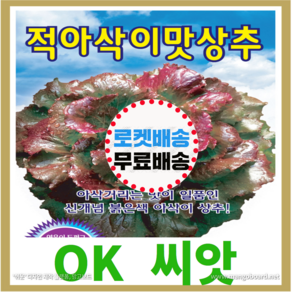 [OK씨앗] [적아삭이맛상추(봄 여름 가을)] 상추씨앗 종자(오케이씨앗), 1개