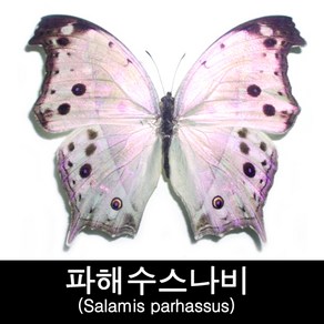 파르하수스진주네발나비표본/Salamis parhassus 80mm