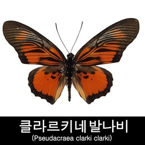 클라르키네발나비표본/Pseudacraea clarki clarki