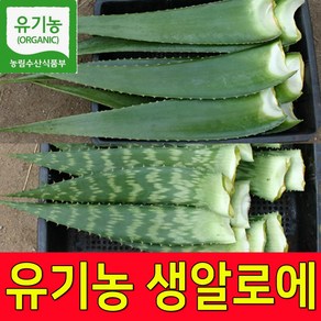 친환경 유기농인증 알로에베라 2kg 5kg 알로에생잎 생알로에 농장직송, 1박스, 알로에베라2kg