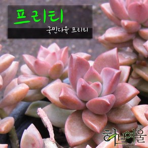 [허브여울다육] 프리티 지름 9cm 소품화분 (상토와 마사만 사용), 1개