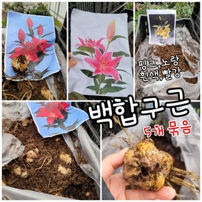 백합구근 흰색 노랑 적색 분홍 5개묶음 램덤 특 공기정화식물/미세먼지/공기정화효과 공기정화식물