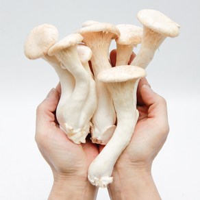 국내산 특품 머쉬마루버섯 500g 당일수확 농가직거래, 머쉬마루 버섯 500g