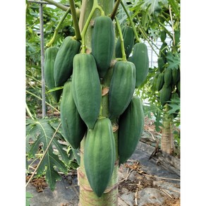 PAPAYA 그린파파야