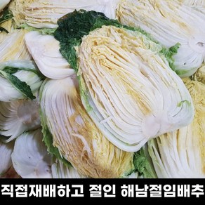 [김장추천] 땅끝해남 보은농장 직접재배하고 절인 90일 절임배추 20kg 7~9포기 특상품