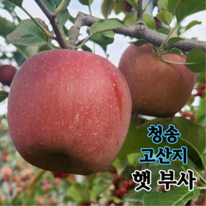 고당도 사과 경북 청송 [당도선별] 산지직송 가정용 선물용