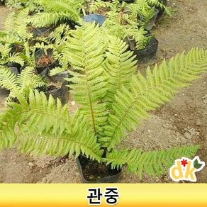 들꽃닷컴]관중 묘종(5치포트묘) 3개 야생화 다년초 양치류식물 관상용