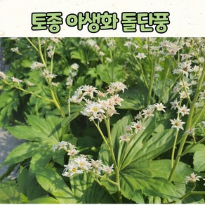 10센티 화분 돌단풍 / 토종야생화 / 조경용식물 / 노지월동, 10cm 화분, 1개