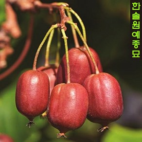 다래 나무(스칼렛 셉템버) 12cm 포트묘