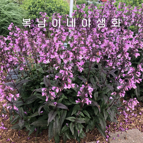 자엽펜스테몬 미드나잇 마스커레이드[1포트 복남이네야생화 모종 비어드텅 penstemon], 1개