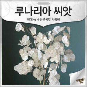 루나리아 씨앗 교황의 동전 종자 루나리아씨 30알, 1개