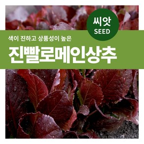 마이플랜트 진빨로메인 상추 야채 씨앗 1500립, 1개