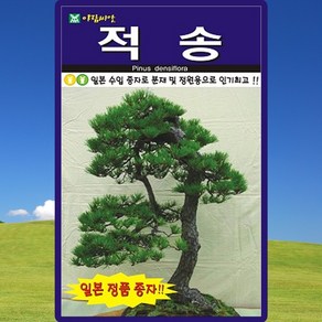 아람종묘 어수리 50립 어수리씨 어수리종자 어수리씨앗, 1개