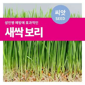 마이플랜트 새싹 보리 씨앗, 30g, 1개