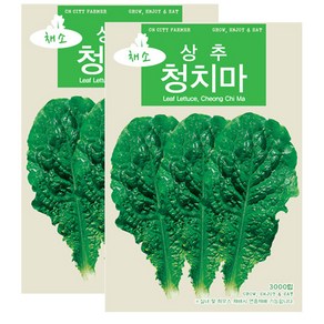 세인화분 청치마 상추 3000립 - 상추씨 상추씨앗, 2개