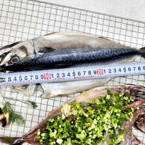 국내산 부산 고갈비 고등어 자반고등어 300g 내외 길이 30cm 내외 술안주 밥 반찬 캠핑요리, 1개, 300g내외