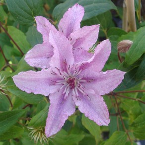 서비내 Hagley hybrid clematis 모종 클레마티스 하그레이 하이브리드 클레마티스 으아리 노지월동꽃 노지월동 인테리어 플랜테리어