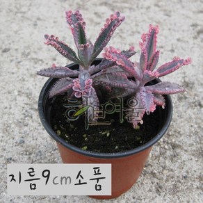 천손초 소품 (Kalanchoe [불사조] 불사조핑크) 다육화분 핑크, 1개