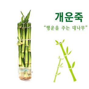 수아쿠아 개운죽 20cm 1묶음 [9~10개], 1개