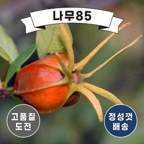 (나무85) 열매치자 4치 포트 (2주묶음)