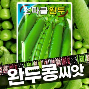 완두콩 씨앗 종자 스파클 60g, 1개