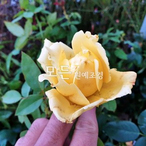 [모든원예조경] 사계정원장미나무 (골든하트) 고급 땅장미묘목, 1개