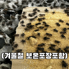 [청년밀웜] 극소귀뚜라미 파충류 양서류 먹이 쌍별귀뚜라미 극소 25 50 100 200, 100개, 1g