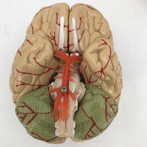 인간 뇌 해부학 모델 대뇌 반구 뇌간 뇌실 간뇌 소뇌 신경 외과