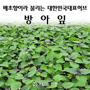 [모종심는아빠] 배초향이라 불리는 대한민국 대표 허브 방아잎 모종