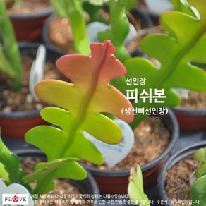 피쉬본(생선뼈), 1개