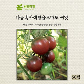 다농 흑자색방울토마토 씨앗 50립, 1개