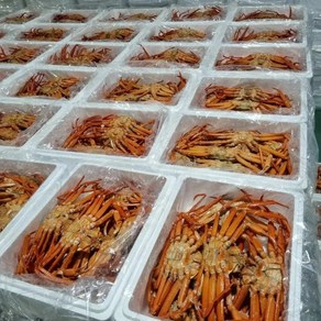 국내산 홍게 3kg 쿠팡 오픈 기념 자숙비 배송료 무료, 3kg (10~13미), 1박스