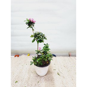 아지리아철죽영산홍꽃괸엽식물높이60cm폭15cm