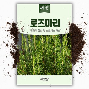 로즈마리 씨앗 (30립) 허브, 1개