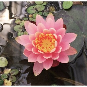 행복한꽃순이//온대수련(분홍)/물수련/수생/노지월동, 1개, 분홍