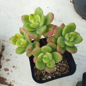 [수암다육] 페리도트 랜덤발송 Echeveria 'Peridot' 다육 다육이 다육식물 619