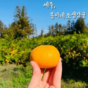 봄이네농장 제주 고당도 노지조생 감귤 3KG 5KG 10KG, 1박스, 18브릭스 명품 제주 비가림감귤 10KG [로얄혼합과]