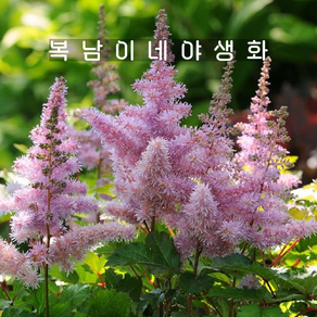 아스틸베 하트앤소울 [1포트 복남이네야생화 모종 습한땅 반그늘 노루오줌 astilbe], 1개