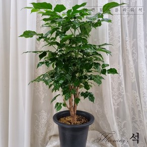 플라워석 녹보수 대박나무 공기정화식물 최상품 75~80cm, 1개