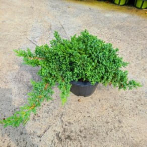 눈향나무 좀눈향 묘목 폭40cm 6치화분 서산조경마켓, 1개, 좀눈향나무