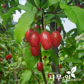 [나무인] 개량보리수나무 결실주, 1개