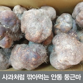 안동참마 알뜰 실속5키로 (크기크고 깎기편한상품), 1개, 둥근마 알뜰 10kg