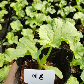 [모종모종]메론 모종2주 (2주 1셋트입니다)(품종:얼스 초이스 멜론)희귀모종 판매합니다 (물량소진시 판매중지합니다), 1개