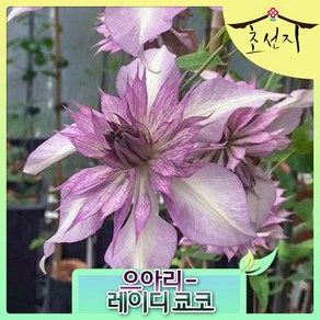 Clematis, 레이디 쿄코, 1개