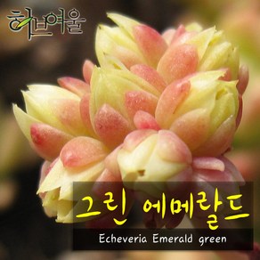 허브여울다육 그린에메랄드 지름 9cm 소품화분, 3개